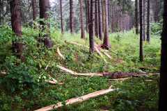 IMG-20210625-WA0025