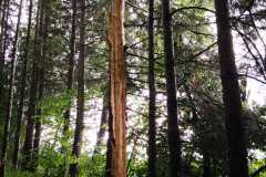 IMG-20210625-WA0026
