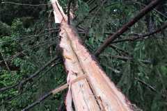 IMG-20210625-WA0027