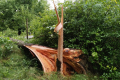 IMG-20250626-WA0022